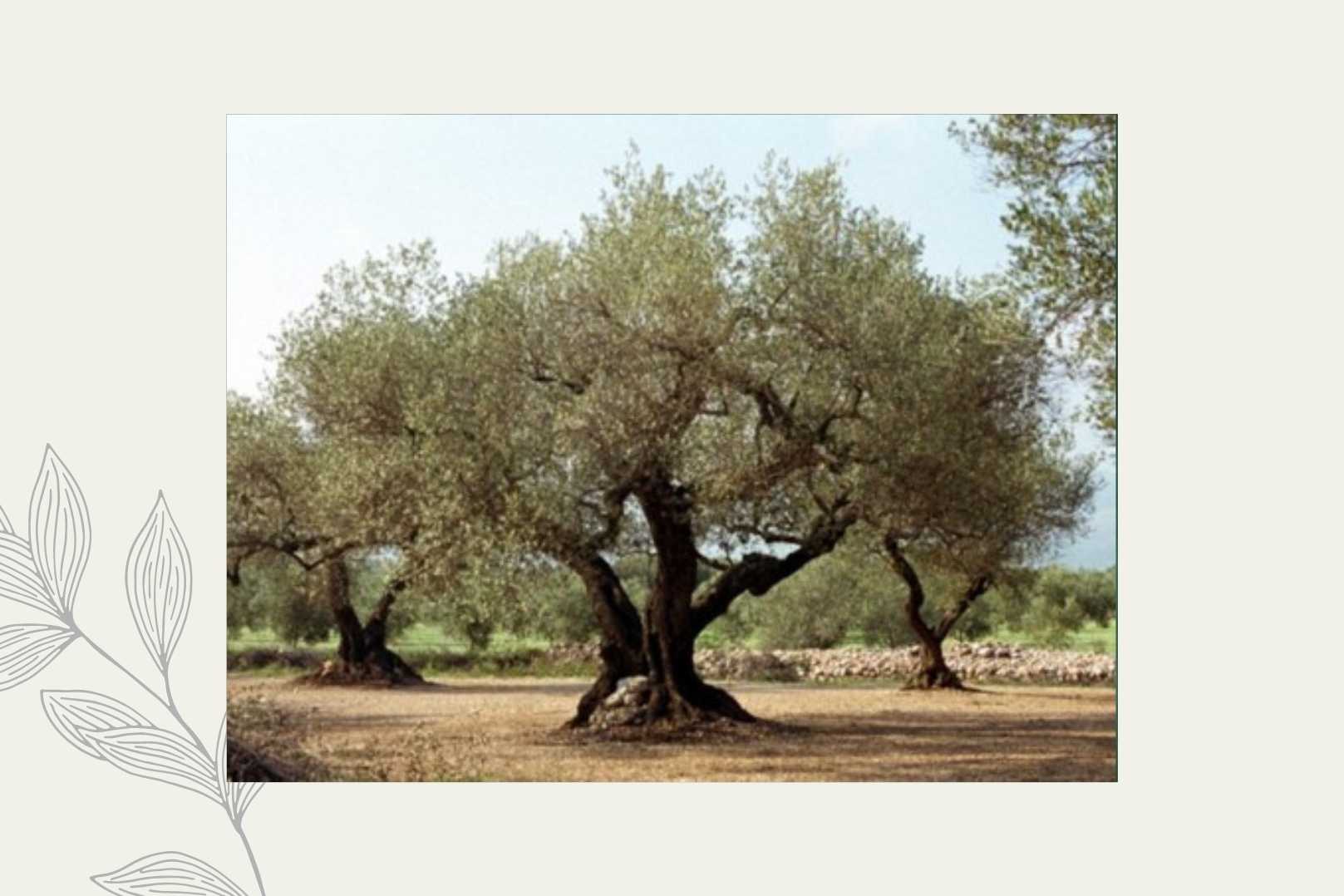 olivenölseife